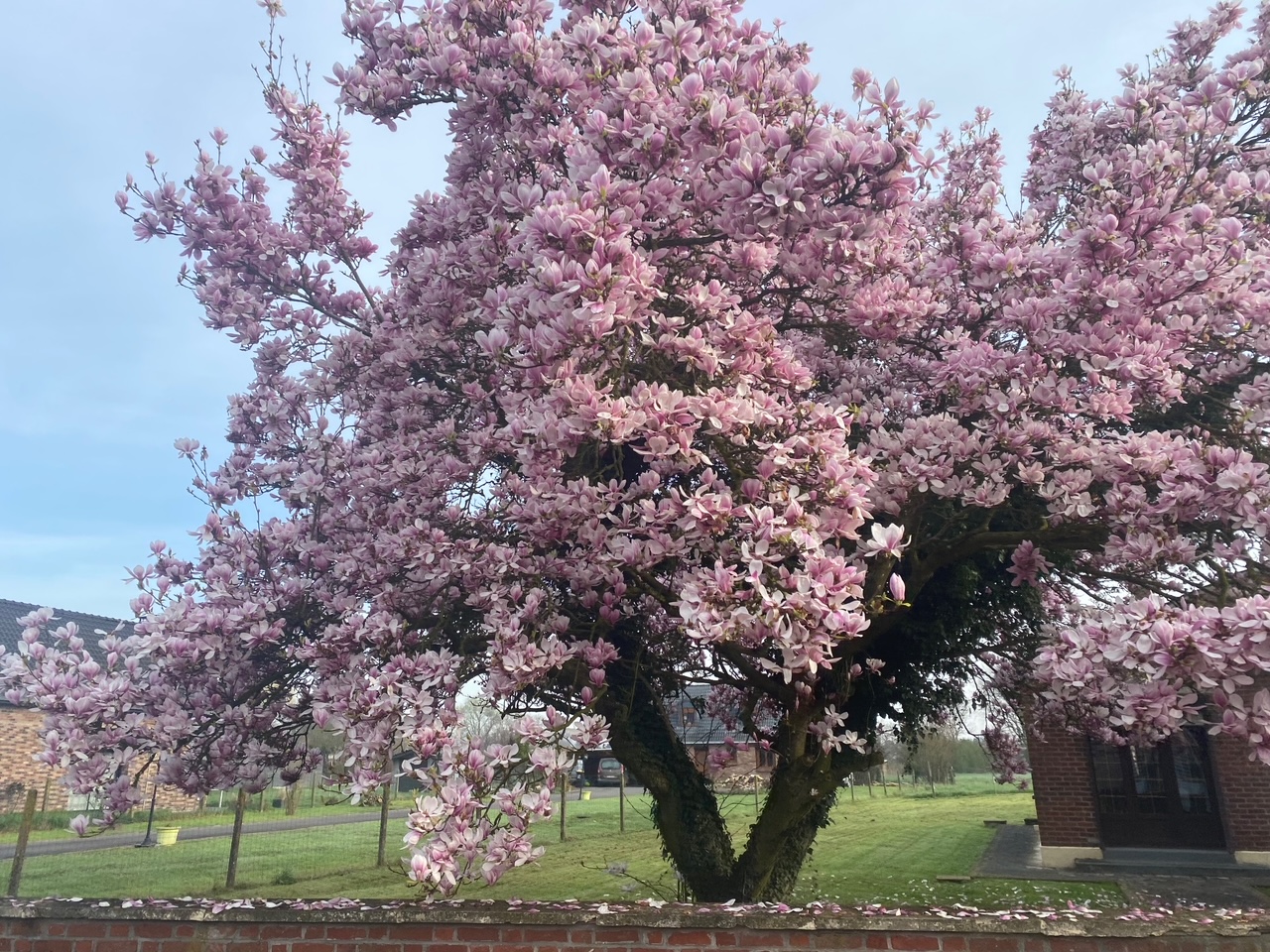 cerisier-en-fleurs-nadege-lebigre cerisier en fleurs au printemps